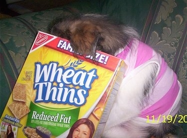 Close Up - Maggie Mae the Shih-Pom puppy has her head in Wheat Thins box as she sits on a green couch. She is wearing a pink coat