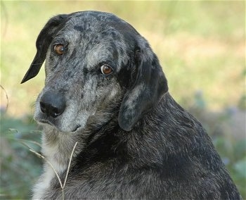 Close Up head shot - Speckles the Catahoula Cur is sitting outside and looking back