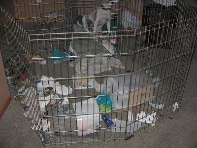 Olde English Bulldogge pen is filled with garbage and the dog is sitting in the back away from the mess