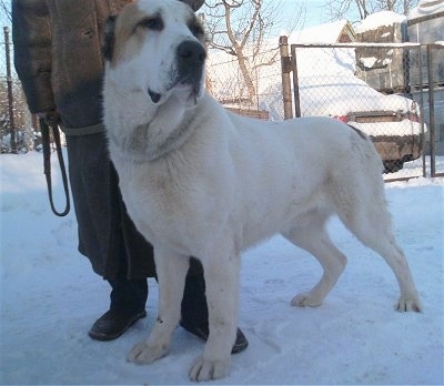 Dagar the Central Asian Ovtcharka is outside standing in snow next to a person in winter clothing