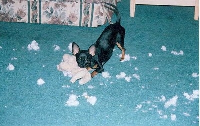 Molly the Chihuahua is chewing a stuffed bunny plush. There is stuffing all over the floor.