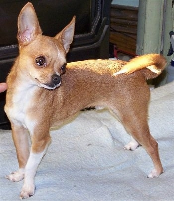 Moose the tan and white Chihuahua is standing on a blanket and looking behind it