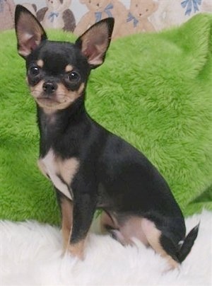 MOTORCYCLE CHIHUAHUA TAN WHT SEE ALL BREEDS & BODIES @  STORE