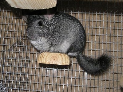 A grey with white Chinchilla is standing on a wood block that is attached to the side of a cage.