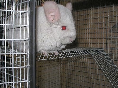 Close up - A Pink White Chinchilla is standing on the top level of a cage and it is looking to the right.