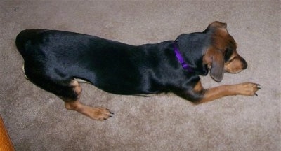 Rosey the Chiweenie is kneeling on a carpet