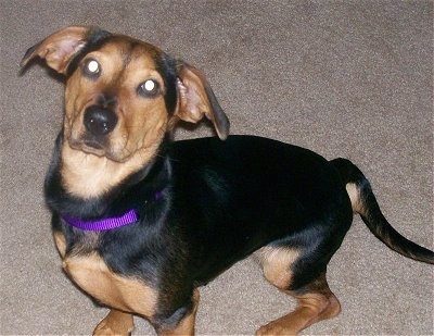 Rosey the black and tan Chiweenie is sitting on a carpet and looking up at the camera holder