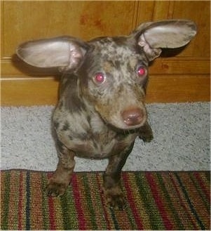 Spots the Chiweenie is sitting in front of a cabinent and looking toward the camera holder. His ears are very large and sticking straight out to the sides like wings