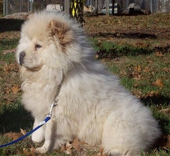 Left Profile - Dozer the fluffy cream Chow Chow puppy is sitting in a field that is covered in leaves.