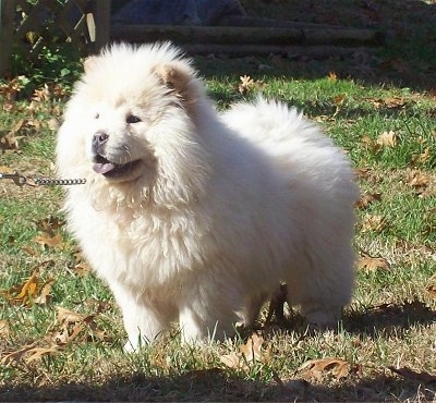 Dozer the fluffy cream Chow Chow Puppy is standing in a field. His mouth is open and his tongue is out