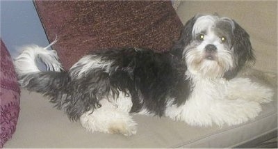 Miles Davis the Cock-a-Tzu is laying on a tan couch with brown and maroon pillows behind him and looking at the camera holder