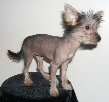 Vixxi the hairless Crustie puppy is standing on a black covered stool
