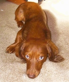 red Dachshund dog lying down