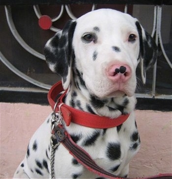 Close Up - Don the Dalmatian puppy is sitting outside in front of a house. His nose is pink with two black spots on it.