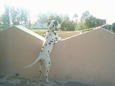 Don the Dalmatian puppy is jumped up at the V of a triangular wall peering over the edge