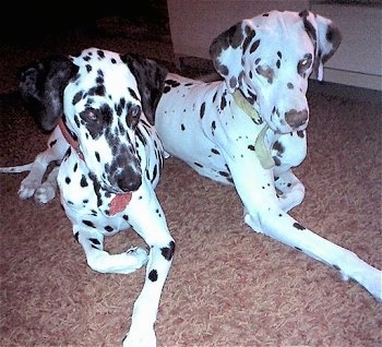 Snickers the black spotted Dalmatian and Candy the brown spotted Dalmatian are laying next to each other on a carpet