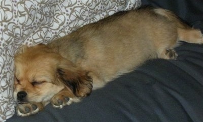Close Up - Casey the Dameranian Puppy is sleeping against a white and tan blanket