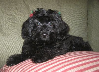 Toby the black Doxiepoo puppy is laying on top of a red and white striped pillow that looks like a peppermint on a tan couch