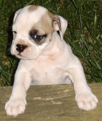Close Up - Amos the white, brown and black EngAm Bulldog puppy is in grass jumped up at a wooden step.