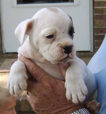 Amos the white wiht brown EngAm Bulldog puppy is being held in the hands of a man outside