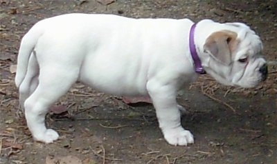 EngAm Bulldog Dog Pictures, 1