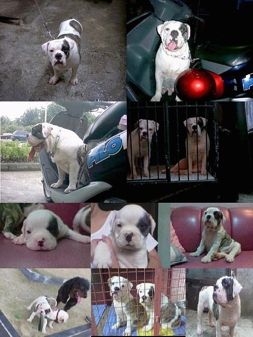 A collage of pictures - Top Left - An EngAm Bulldog is standing on a concrete floor. Top Right - EngAm Bulldog is sitting in a moPed next to a red baseball helmet. Middle Left - Right Profile - EngAm Bulldog is sitting in a moped in a parking lot. Middle Right - Two EngAm Bulldogs are sitting in the back of a cage. Middle Left - Close Up - A Puppy is laying on a carpet. It is flanked by other EngAm Puppies. Middle Middle - A EngAm Bulldog Puppy is being held close to a person's chest. Middle Right - A EngAm Bulldog Puppy is sitting on a red couch next to a couple of pillows. Bottom Left- Two EngAm Bulldog Puppies are in dirt and playing with each other. There is a large Brown and Black dog behind them. Middle Middle - Two EngAm Bulldog Puppies are sitting in a red pen. Middle Right - An EngAm Bulldog is standing on concrete