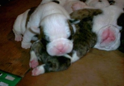 Close Up - A litter of newborn EngAm Bulldogs laying on top of one another.
