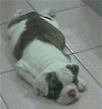 Jiggly Pop the brown brindle and white EngAm Bulldog puppy is sleeping on a white tiled floor