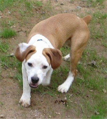 Otis the tan and white Eng/Am Bulldog is walking across a patchy lawn. Its mouth is open