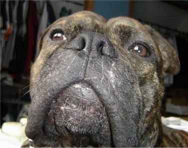 Close Up front face shot with the focal point on the mouth- Stitch the brown brindle EngAm Bulldog is laying on a bed and looking up. 