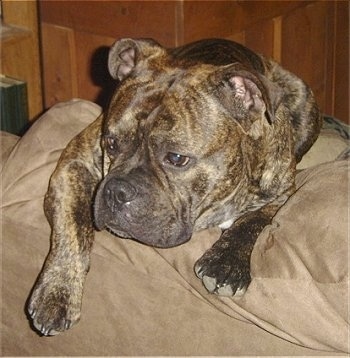 Stitch the brown brindle EngAm Bulldog is laying over the back of a brown couch