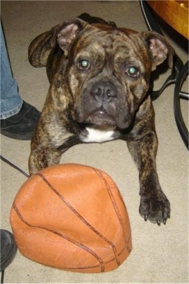 Stitch the EngAm Bulldog is sitting in front of a deflated basketball. There is a person next to it. Stitch is brown brindle with white on his chest.