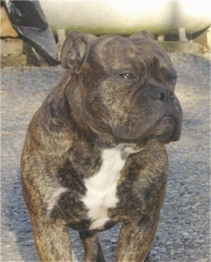 Close Up - Stitch the brown brindle with white EngAm Bulldog is standing on a gravel road