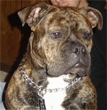 Close Up - Bucksnort II-a Stitch in Time the brown brindle EngAm Bulldog is wearing a choke chain collar and sitting on a carpet in front of a person in a black hoodie