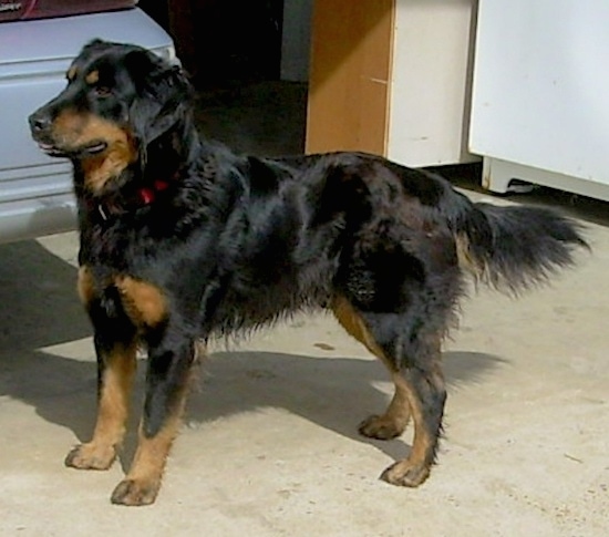 english shepherd puppies near me