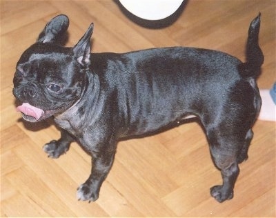 A Black French Bulldog is standing in a house on a hardwood floor in front of a person. Its mouth is open and tongue is curled out