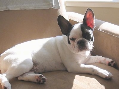 Are French Bulldogs Cross Breeds