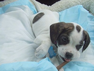 A white with black Frengle puppy is laying on a dog bed on a pee pad and chewing on a bully stick