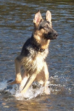 Action shot - A black and tan German Shepherd is jumping around in water
