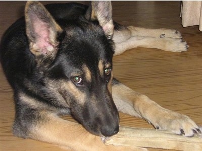 Front view - A perk-eared, black with tan German Shepherd/Border Collie is laying on a hardwood floor and it is biting on a rawhide bone.