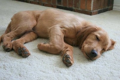 A Golden Irish puppy is sleeping on a tan rug in front of a brick wall