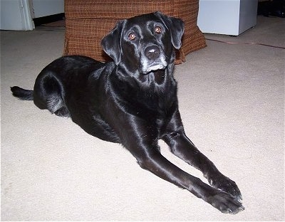 A black Golden Labrador is laying on a tan carpet in front of an arm chair with its head tilted to the left