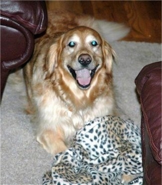 A Golden Retriever is laying on a rug between two leather couches. Its mouth is open and it looks like it is smiling. There is a cheetah print blanket over top of its paws.