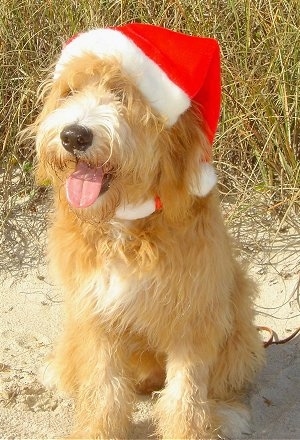 A red and cream Goldendoodle is wearing a Santa hat sitting in sand. Its mouth is open and tongue is out.