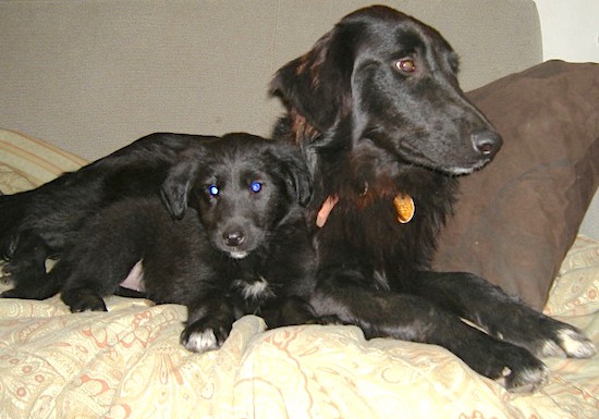 A black Gollie is laying on a bed with a Gollie puppy laying next to it