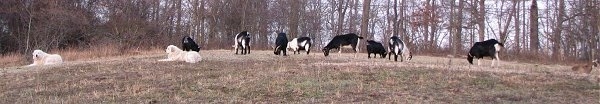 The left side of two Great Pyrenees that are sitting on a hill and behind them is a herd of goats grazing.