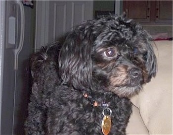 Close Up - A wavy-coated black Hava-Apso is standing in a kitchen
