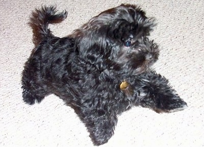 A small black Hava-Apso puppy is standing on a carpet and looking to the right