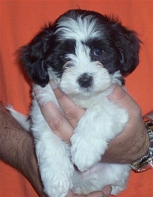 A black and white Havaton puppy is being held in the hands of a man who is wearing an orange shirt and a gold watch.