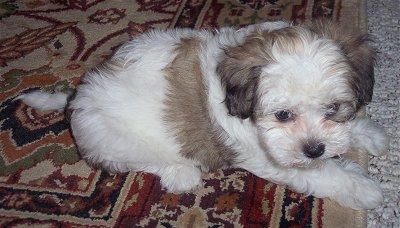 Close Up - A white, tan with black Havaton puppy is laying on top of a brown oriental rug.